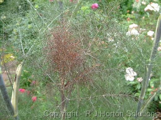 Fennel bronze 